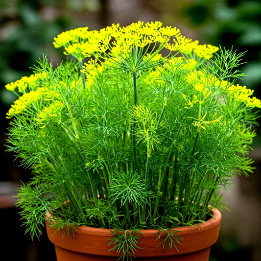 Dill Seeds - 800+ Count - Non-GMO Heirloom - Perfect for Autumn Herb Vegetable Garden - Anethum graveolens