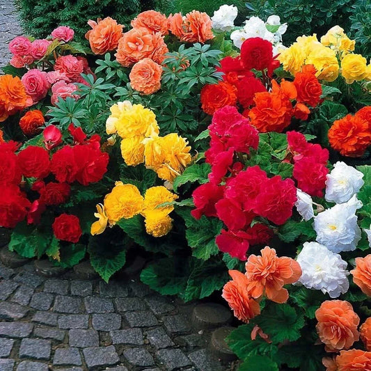Begonia Flower Bulb Mix - Colorful Varieties - 10 Bulbs - Begonia spp.