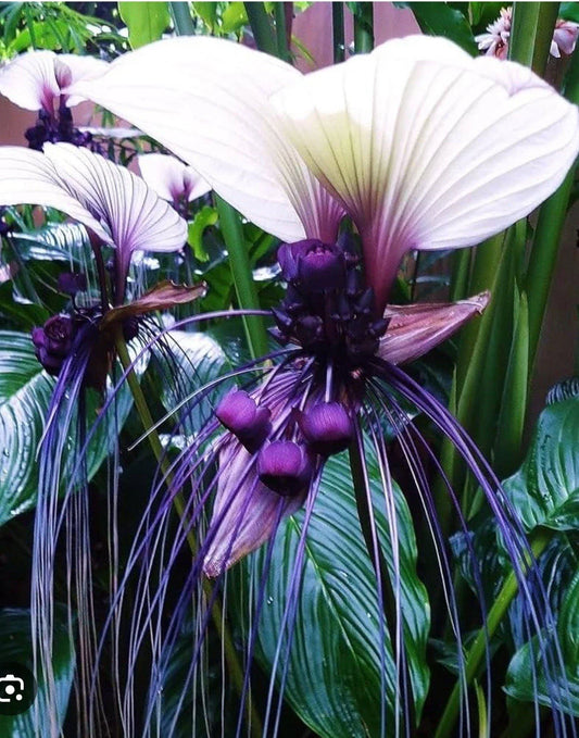 White Bat Flower Small Rooted Starter Plant - Tacca integrifolia - Black Lily - Unique Indoor/Outdoor Garden Plant