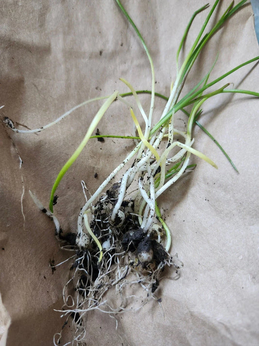 Wild Garlic Live Plants - 5 Bare Root Perennial Allium Ursinum - Outdoor Wood Garlic for Culinary Gardens