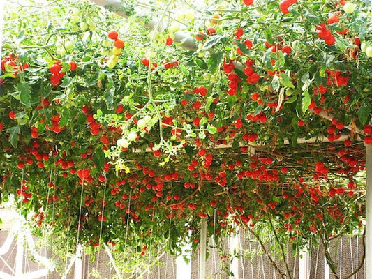 Tomato Seeds 35 Count - Trip L Crop Italian Tree Vine - Solanum lycopersicum - Free Shipping on 15 Packs