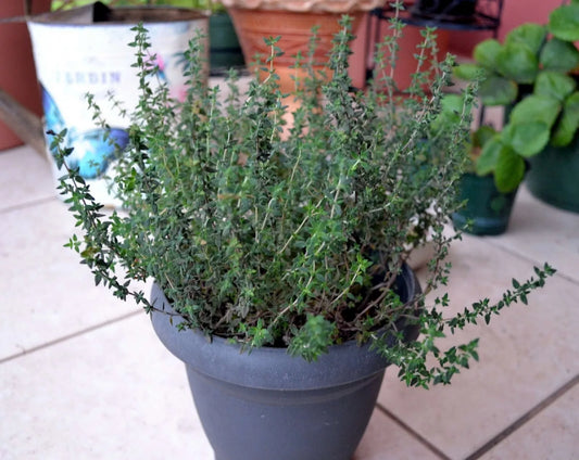 Common Thyme Herb Seeds - 300+ Fragrant Seeds - Thymus Vulgaris - Culinary Herb for Gardening