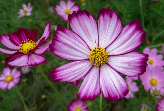 Cosmos Seeds - Candy Stripe Variety, 50+ Seeds, Cosmos bipinnatus, Easy to Grow, Vibrant Flowers, Free US Shipping