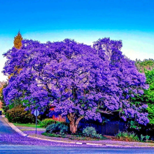 Jacaranda Fern Tree Seeds - Tropical Blue Flowers - Mimosifolia acutifolia