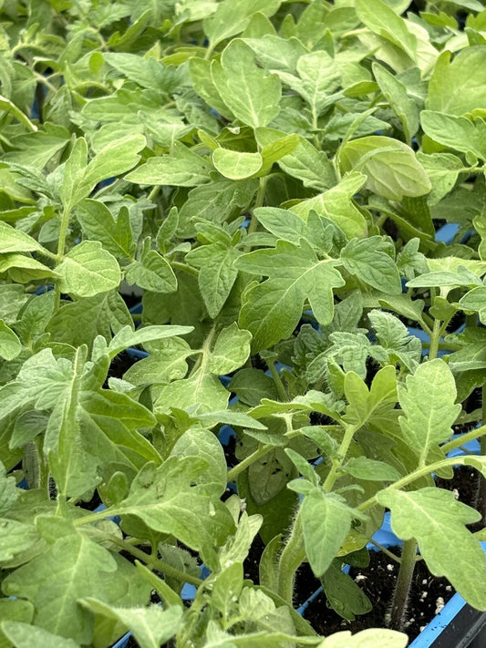 Rutgers Tomato Live Plants - Lot of 2, 6-10 Inches - Heirloom Variety (Solanum lycopersicum)