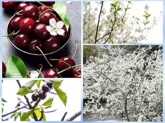 Sand Cherry Seeds - 5 Pack - Edible Fruit Tree Shrub - Prunus pumila - Free Shipping USA