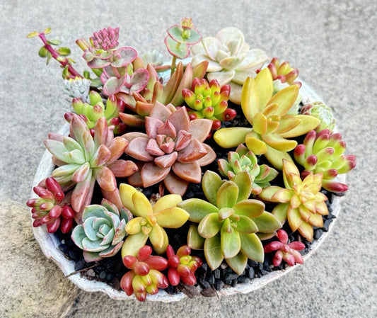 Colorful Rosette Succulent Cuttings Set - Healthy Assorted Varieties - Perfect for Plant Lovers - Free Shipping