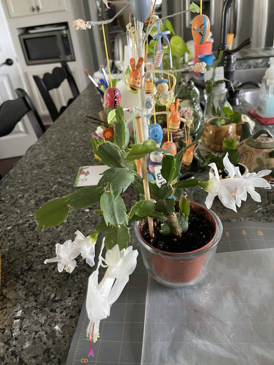 Easy Grow White Cactus Succulent Starter Plant 3-4” - Ideal for Beginners, Indoor Gardening, Cactaceae