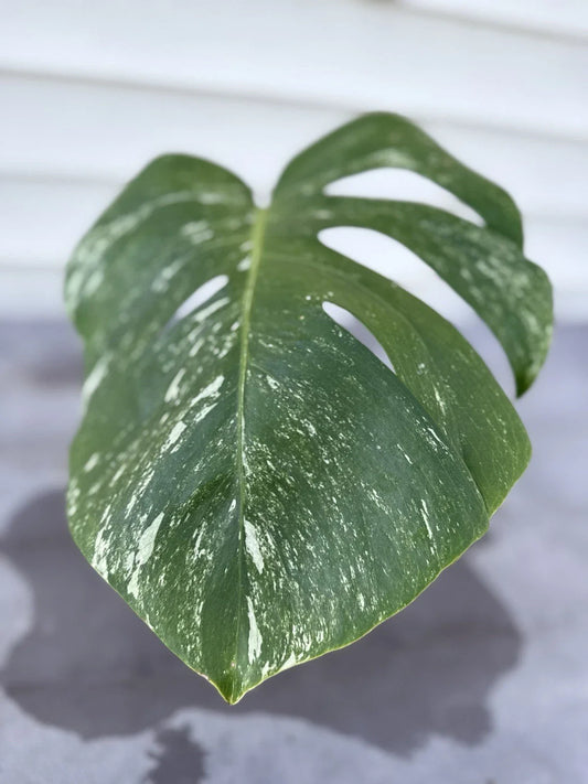 Monstera Albo Borsigiana Cutting - Rare Variegated Houseplant - Live Plant for Home Decor - Ideal for Indoor Gardening