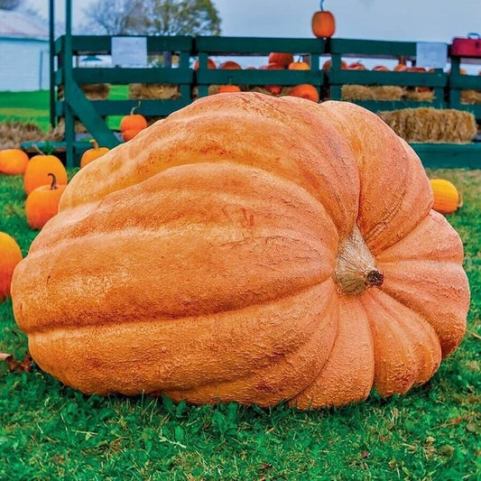 Dill's Atlantic Giant Pumpkin Seeds - 10 Heirloom NON-GMO Seeds for World Record Growth - Cucurbita pepo