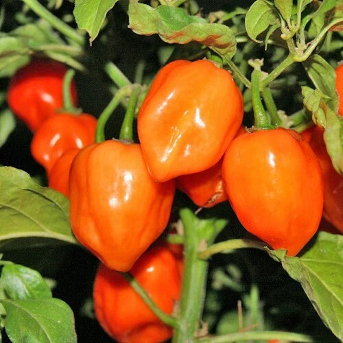 Orange Habanero Pepper Seeds - 30+ Non-GMO Heirloom Hot Vegetable Seeds - Capsicum chinense