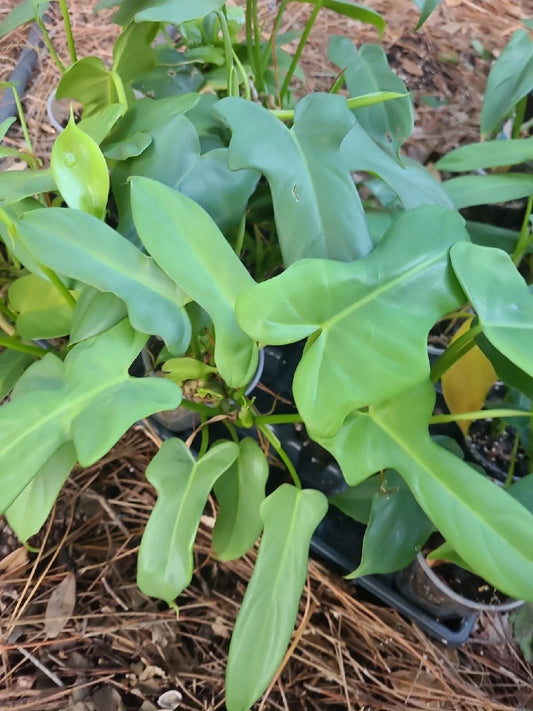 Philodendron Cutting 1 Node Aurea Silver Violin Plant (Philodendron Bipennifolium) Unrooted