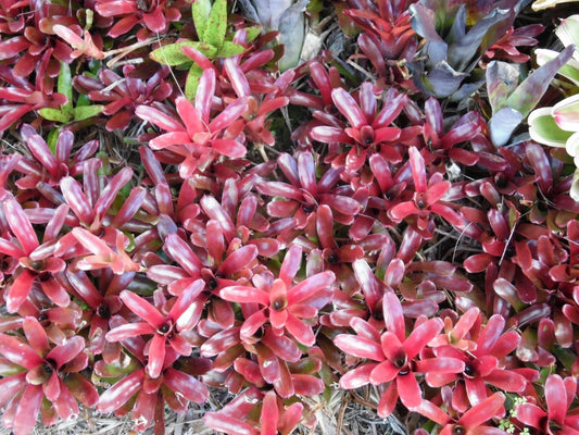 Neoregelia FIREBALL Bromeliad Plant - Small Tropical Houseplant - Colorful Indoor Decor (Neoregelia 'Fireball')