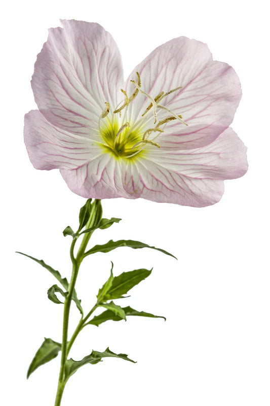 Pink Showy Evening Primrose Seeds 1500+ | Oenothera speciosa | Perennial Medicinal Herb Flower Seeds