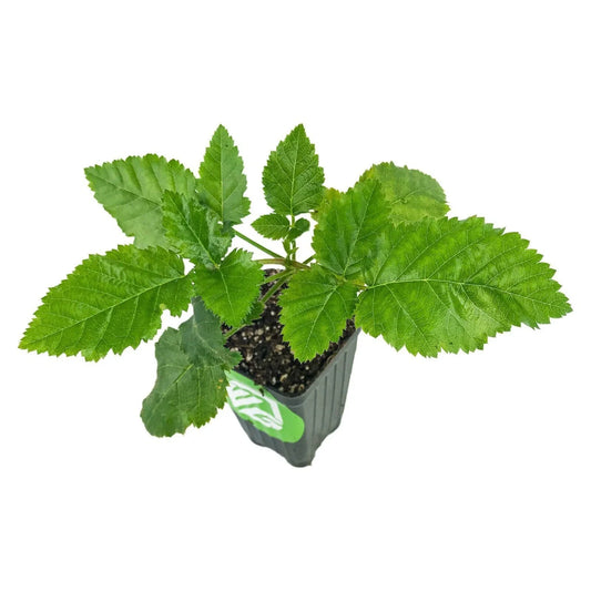 Prime-Ark Freedom Blackberry Plant - Rubus - Live Edible Fruit Plant for Home Garden