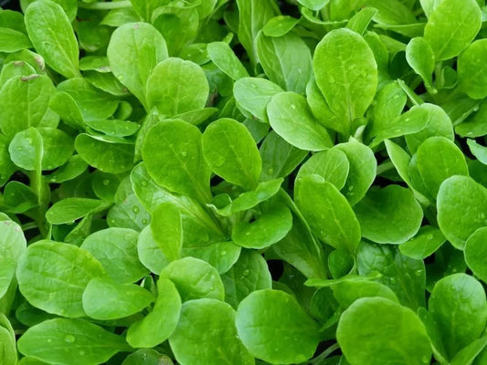 Dutch Corn Salad Seeds, Mache, Lamb's Lettuce, NON-GMO, Various Sizes, Free Shipping