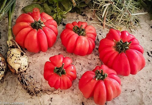 Mushroom Basket Tomato Seeds - 10+ Heirloom Organic Non-GMO - Rare Variety - Solanum lycopersicum