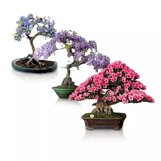 Flowering Bonsai Tree Seeds Bundle - 3 Types, Vibrant Colors, All Flowering Trees, (Carmona, Ficus, and more)