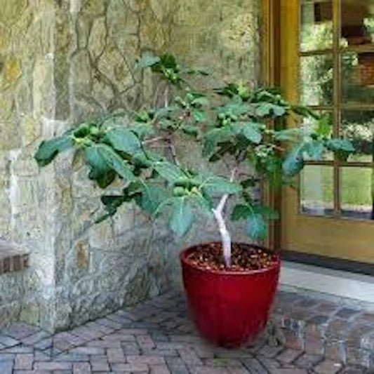 Dwarf Fig Tree Starter Plug - Fignomenal Variety - Bare Root Fruit Tree - Ficus carica