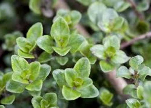 English Thyme Seeds, 100 Seeds, Culinary Herb, Medicinal Herb, Thymus vulgaris