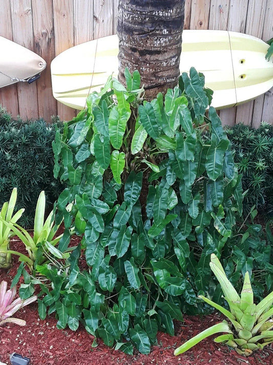 Philodendron Burle Marx Clipping - Fast Growing Tropical Plant Cutting - Ideal for Indoor Gardening - Philodendron spp.
