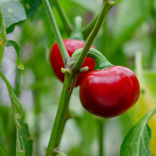 Cherry Pepper 2 Live Plant, Easy to Grow Edible Hot Peppers, Capsicum annuum