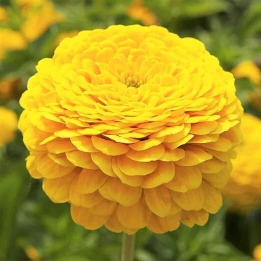 Zinnia Seeds - 200 Non-GMO Canary Bird Double Blooms for Cut Flowers & Butterflies - Zinnia elegans