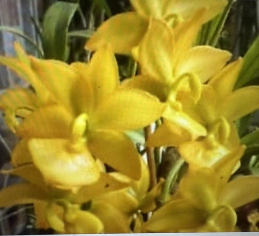 Cyc Orchid Plant Small Bulb Bare Root - Cyc Taïyhoung No. 1