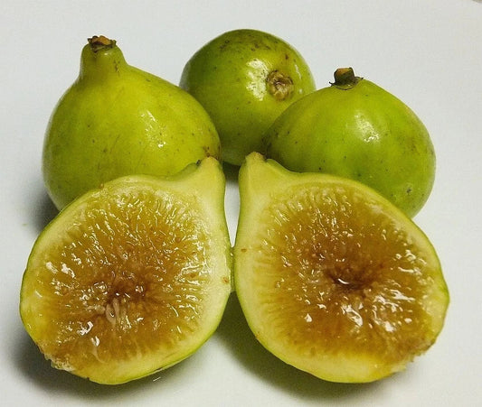 Kadota Fig Plant - Live Rooted, Self-Pollinating, Perfect for Pots - Ficus carica
