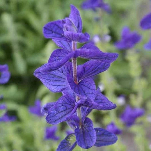 Clary Sage Seeds - Blue Monday Variety - Salvia Perennial - Medicinal - Non-GMO - 200 Count