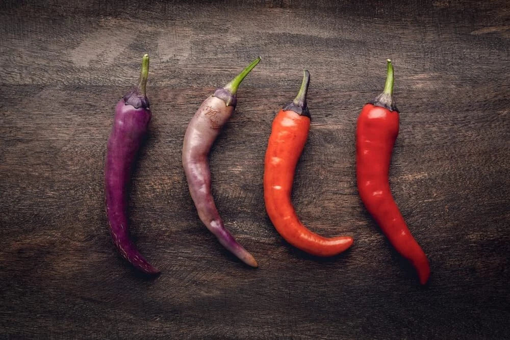 Buena Mulata Pepper Seeds - 50+ Seeds - Versatile Edible Pepper for Planting - Capsicum annuum