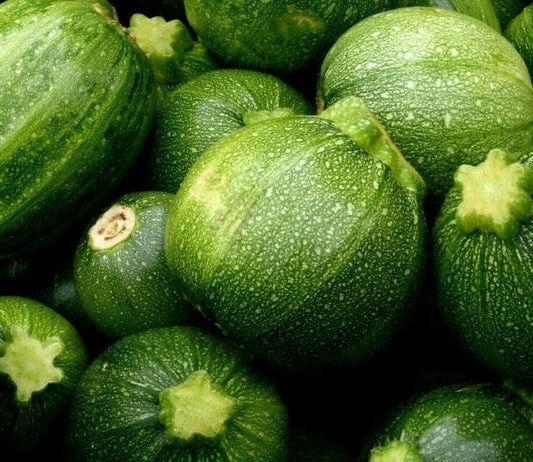 Round Zucchini Seeds 15+ Pack | Culinary Squash | Vegetable Garden | Cucurbita pepo