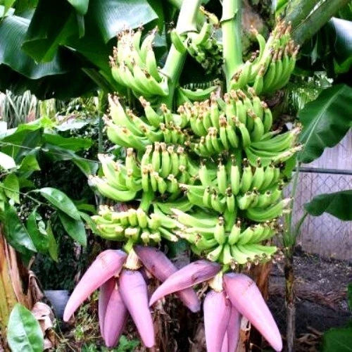 Double Mahoi Banana Tree Starter Plant - Small Rooted Variety - Musa acuminata - Tropical Indoor/Outdoor Plant