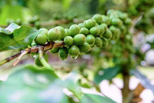 Dwarf Arabica Coffee Plant Seeds - 10 Pack | Coffea catura Indoor Coffee Bean Tree
