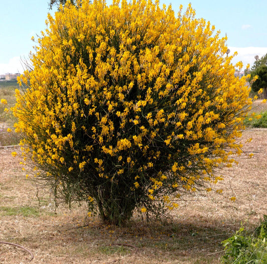 Spanish Broom 20 Seeds - Yellow Flowering Shrub - Spartium junceum - Weavers Broom Plant