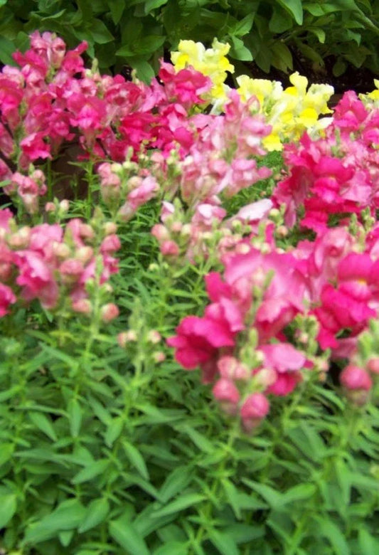 Snapdragon Seeds - Northern Lights Mix - 5000 Seeds - Antirrhinum majus - Buy Any 15 - Ships Free