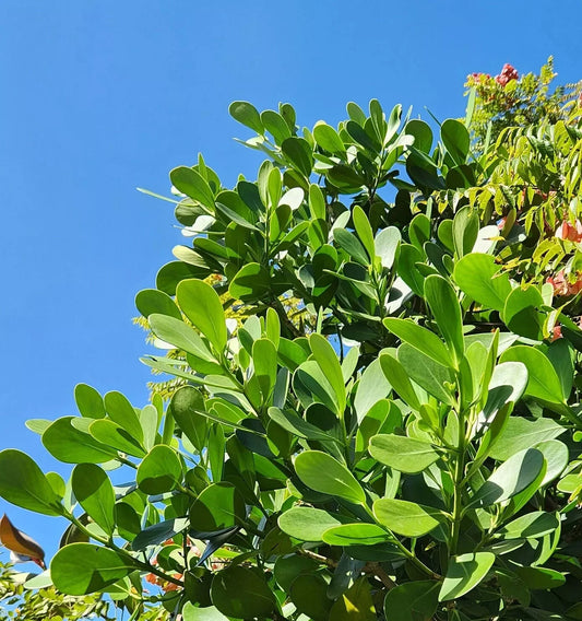 Clusia Rosea Autograph Tree - Small Rooted Starter Plant - Pitch Apple Shrub - Indoor/Outdoor Ornamental Foliage