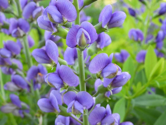 Live Baptisia Australis Blue Indigo Plant - Perennial Flowering Plant with Abundant Blooms