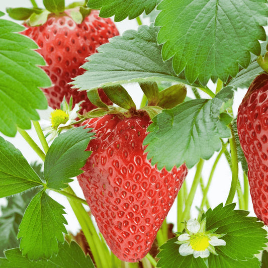 Rutgers D'light Strawberry Roots – Bare Root Ever-Bearing Plants | Fragaria × ananassa