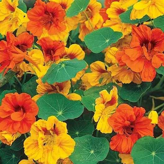 Dwarf Tom Thumb Mix Nasturtium Seeds - Pollinator Attractor, Edible, Non-GMO, 25 Seeds