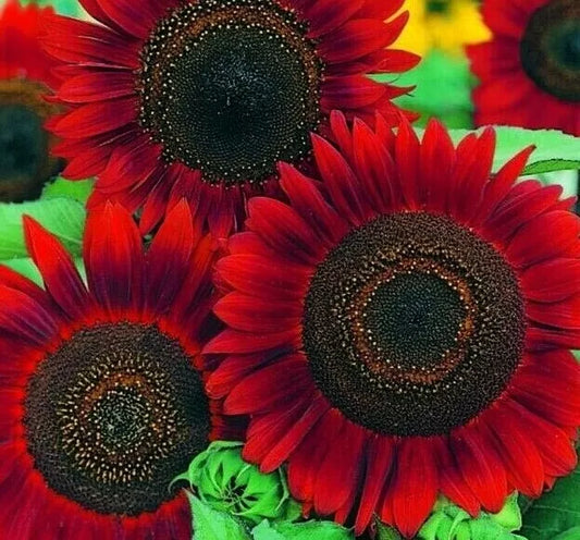 Red Sun Sunflower Seeds 30+ Annual Flowers, Garden Variety, Attracts Bees & Birds, Helianthus annuus