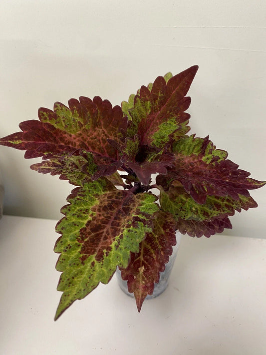 Coleus Starter Plant - Indian Summer - Vibrant Ornamental Foliage - Live Rooted - Ideal for Indoor/Outdoor Gardening