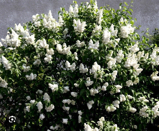 Madame Lemoine Lilac Starter Plant 4-8” Tall Syringa Vulgaris Well Rooted Perennial Shrub for Garden Landscaping