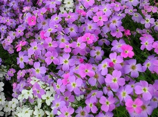 Virginia Stock Seeds 100 Count - Lilac & White - Free Shipping - Matthiola incana