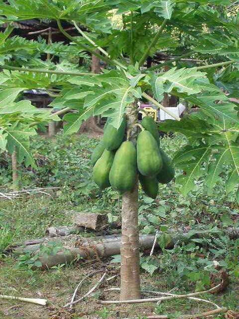 Solo Sunrise Papaya Seeds - Fast-Growing Fruit, Low to the Ground, Fruiting in 9 Months, Carica papaya