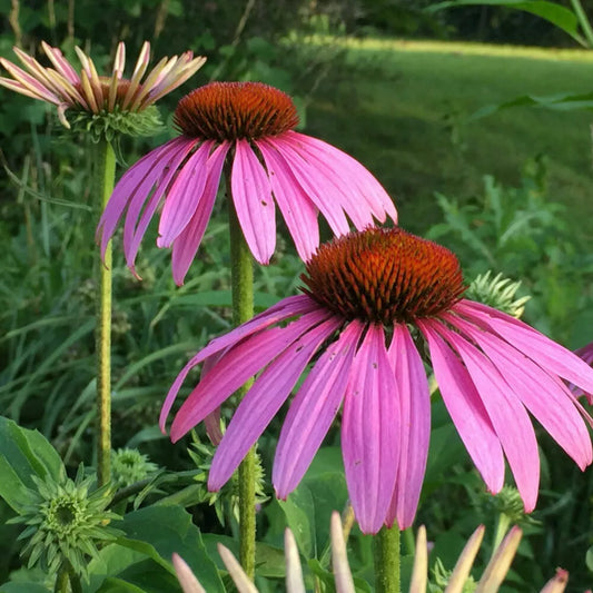 Echinacea Magnus Coneflower Live Plant 4+ Inches Purple Perennial Starter