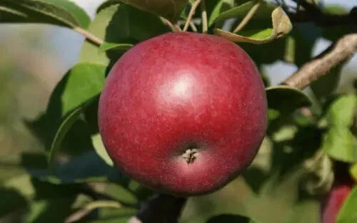 McIntosh Apple Seeds - 25+ Count - Ideal for Garden Planting - Malus domestica - USA