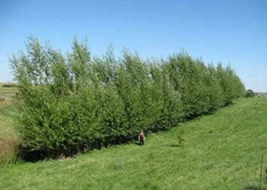 Austree Hybrid Willow Tree Cuttings - 10 Pack - Fast Growing Privacy Hedge - Salix x matsudana × Salix alba