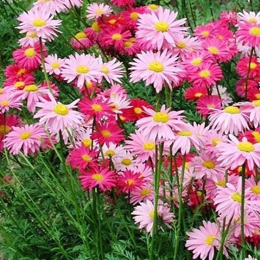 Painted Daisy Seeds - Robinson's Giant Mix - Non-GMO Perennial with Huge Cut Flowers - 100 Seeds