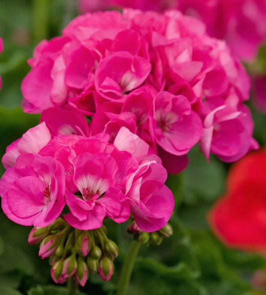Geranium Cuttings 5" Bloom Double Bright Pink Pelargonium Four Fresh Rooting Cuttings